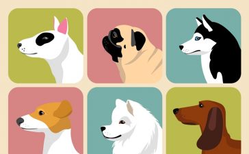 AR Apps for Pet Lovers